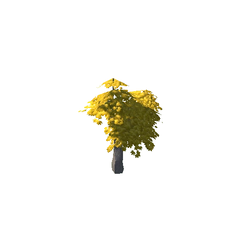 Maple Tree Yellow Young 03